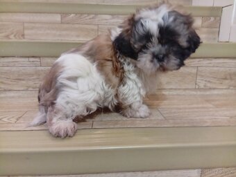 Shi tzu - 5