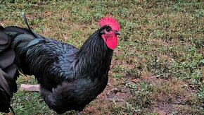 Kohúty čistokrvné australorp - 5