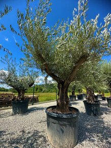 Olivovník európsky (Olea europaea) - 5