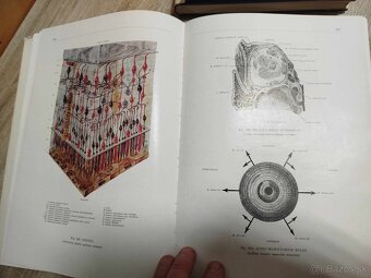 Atlas anatómie človeka I, II, III diel--1975-Kiss Ferenc, Sz - 5