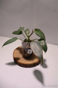 Izbové rastliny - 5