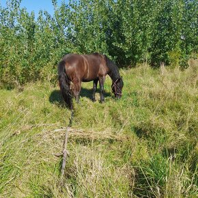 Predam kobila 3 ročná friz a polotažká viska 170 - 5