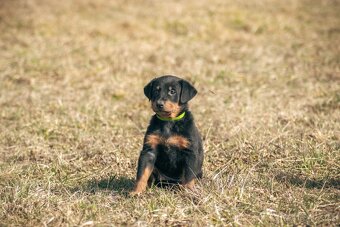 Beauceron s PP - 5