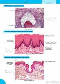 MEMORIX HISTOLOGIE (3. vydanie, PDF) - 5