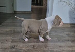 American bully xl - 5