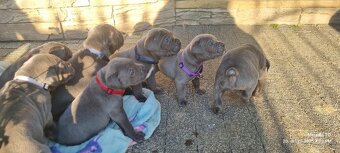 Šteniatka Cane Corso - 5