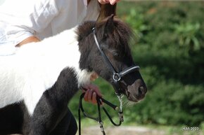 Minihorse na predaj - Showmer Quido - 5