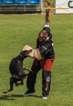 Plánované šteniatka dobermana s PP - 5