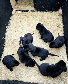 Cane Corso -šteniatká - 5