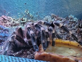 Acanthoscurria geniculata sklípkan, terárium - 5