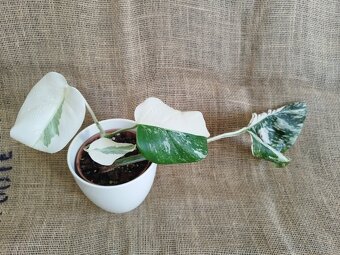 Monstera albo 8 - 5