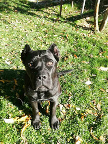 Fena cane corso 6 mesačna - 5