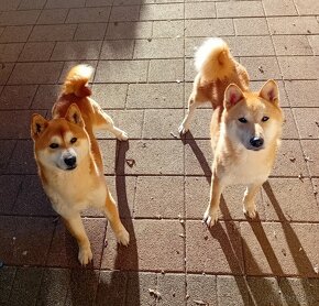 Shiba inu - 5