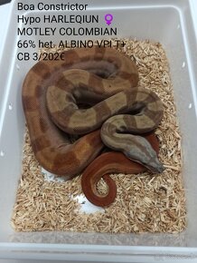 Boa Constrictor VPI T+ - 5