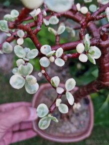 Krasny Bonsaj Portulacaria afra Variegatna forma - 5