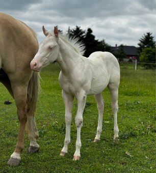 Cremello žrebček QH - 5