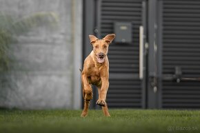 Rhodesian Ridgeback - 5