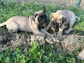 Šteniatka Bullmastiff, Bulmastif (2 sučky) - 5