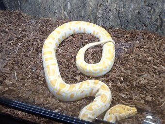 PREDÁM PYTHON MOLURUS BIVITTATUS ALBINO CARAMEL - 5