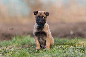 Malinois - Tomanland Kennel - 5