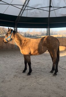 Dvouletá buckskin Quarter Horse klisna, nominace na Futurity - 5