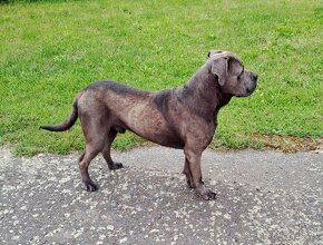 Cane corso STRAW s PP - 5