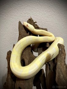 Velhad kralovsky- boa constrictor - 5