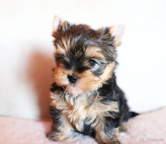 Yorkshire terrier fenky - 5