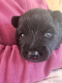 Svensk Lapphund/no samoyede - 5