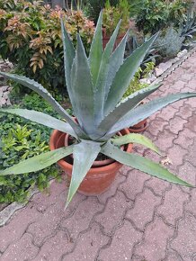 Predám pekny velky agave kaktus - 5