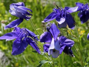 Orlíček obyčajný –Aquilegia vulgaris-prázdnokvetý a plnokvet - 5