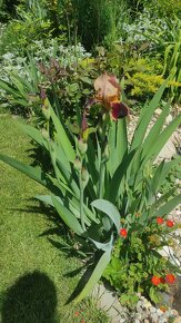 Figa, cernica, aloe vera, nemecke kosatce iris - 5