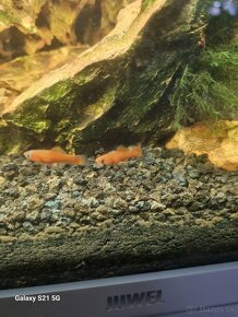 Krevetky neocaridina yelow a Red - 5