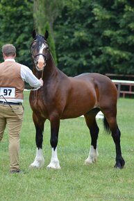 Welsh cob - hřebeček - 5