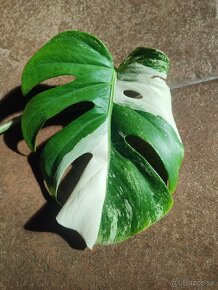 MOnstera Albo variegata - odrezky od 10-15€ na predaj - 5