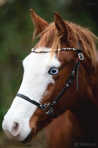 Dvouletá splash Quarter Horse klisna, nominována na Futurity - 5