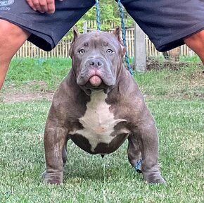 American Bully Pocket - 5