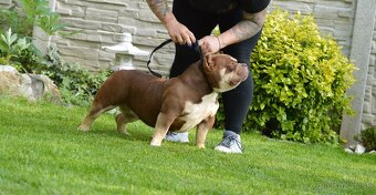 American Bully Micro Fenka - 5