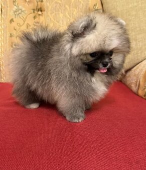 Pomeranian mini - 5