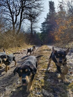 Šteniatka working kelpie - pes na pasenie, ako border kolia - 5