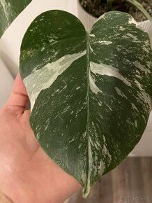 Monstera albo variegata - 5