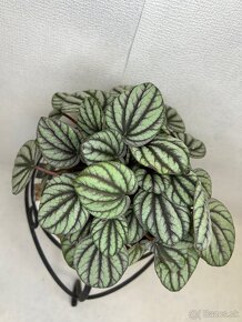 Peperomia Mystique - 5