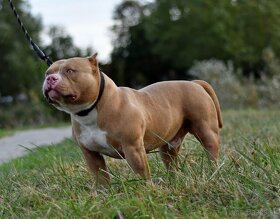 American Bully krytie - 5