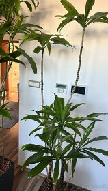 Rastliny palma Dracena 2x - 5