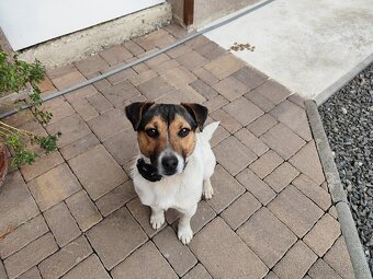 Jack Russel - 5