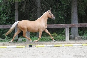 Športová kobyla, zdravá, palomino, priamo od chovateľa - 5