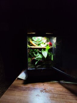 Terarium Exo terra - 5