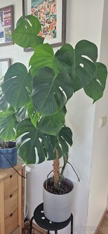 Monstera deliciosa - 5