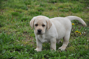 Labradorský retriever - štěniatka s PP - 5