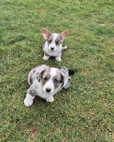 Welsh corgi cardigan štaniatka s PP - 5